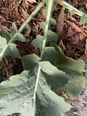 Brassica oleracea