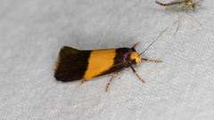 Hemibela thymodes