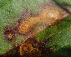 Pucciniaceae