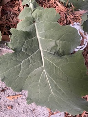 Brassica oleracea