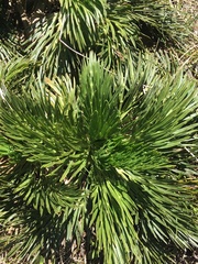 Aciphylla glacialis