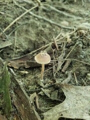 Inocybe subradiata