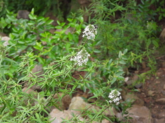Lysimachia pentapetala