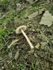 Inocybe subradiata