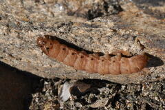 Noctua fimbriata
