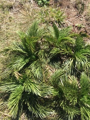 Aciphylla glacialis