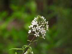Lysimachia pentapetala
