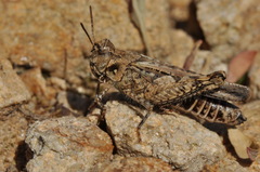 Acrotylus fischeri