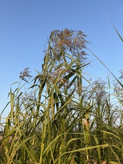Phragmites karka