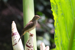 Pycnonotus pseudosimplex