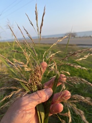 Phragmites karka
