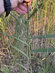 Phragmites karka