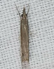 Raphiptera argillaceellus