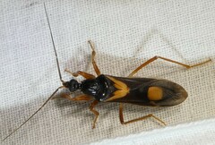 Rasahus hamatus