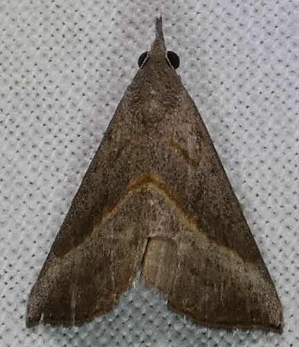 Hypena degesalis