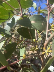 Eucalyptus obliqua