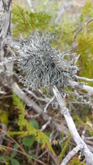 Pseudevernia