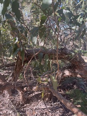Eucalyptus obliqua