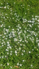 Lobelia angulata