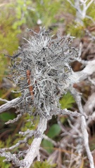 Pseudevernia