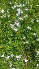 Lobelia angulata