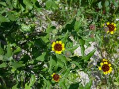 Encelia palmeri