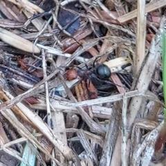 Formica integra
