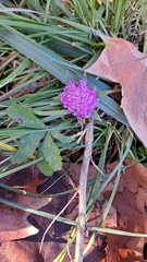 Sixalix atropurpurea