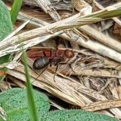 Formica integra