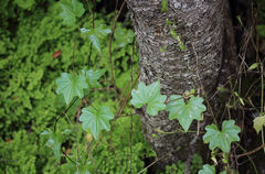 Dioscorea bryoniifolia