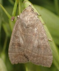 Ipimorpha pleonectusa