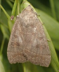 Ipimorpha pleonectusa