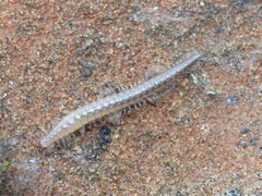 Cleidogonidae