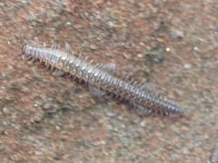 Cleidogonidae