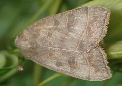 Ipimorpha pleonectusa