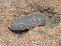 Agrypnus rectangularis
