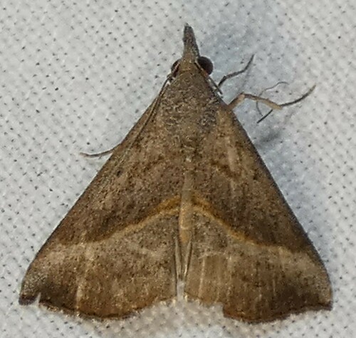 Hypena degesalis photo 4