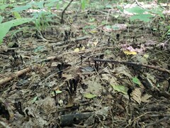 Trichoglossum