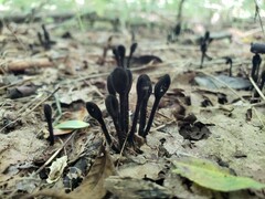 Trichoglossum