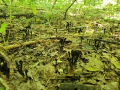 Trichoglossum