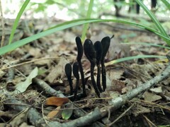 Trichoglossum