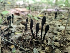 Trichoglossum