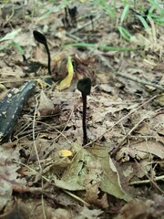 Trichoglossum