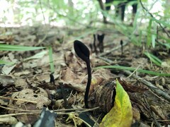 Trichoglossum