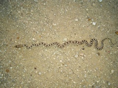 Pituophis catenifer sayi
