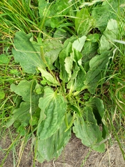 Plantago major