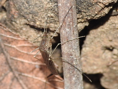 Culiseta inornata