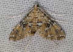 Elophila faulalis