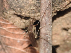 Culiseta inornata