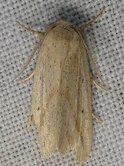 Amolita obliqua